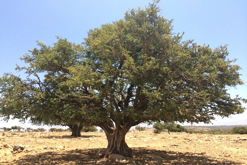 Argan Oil